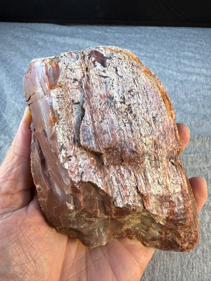 Petrified Wood Specimen #001 from Arizona