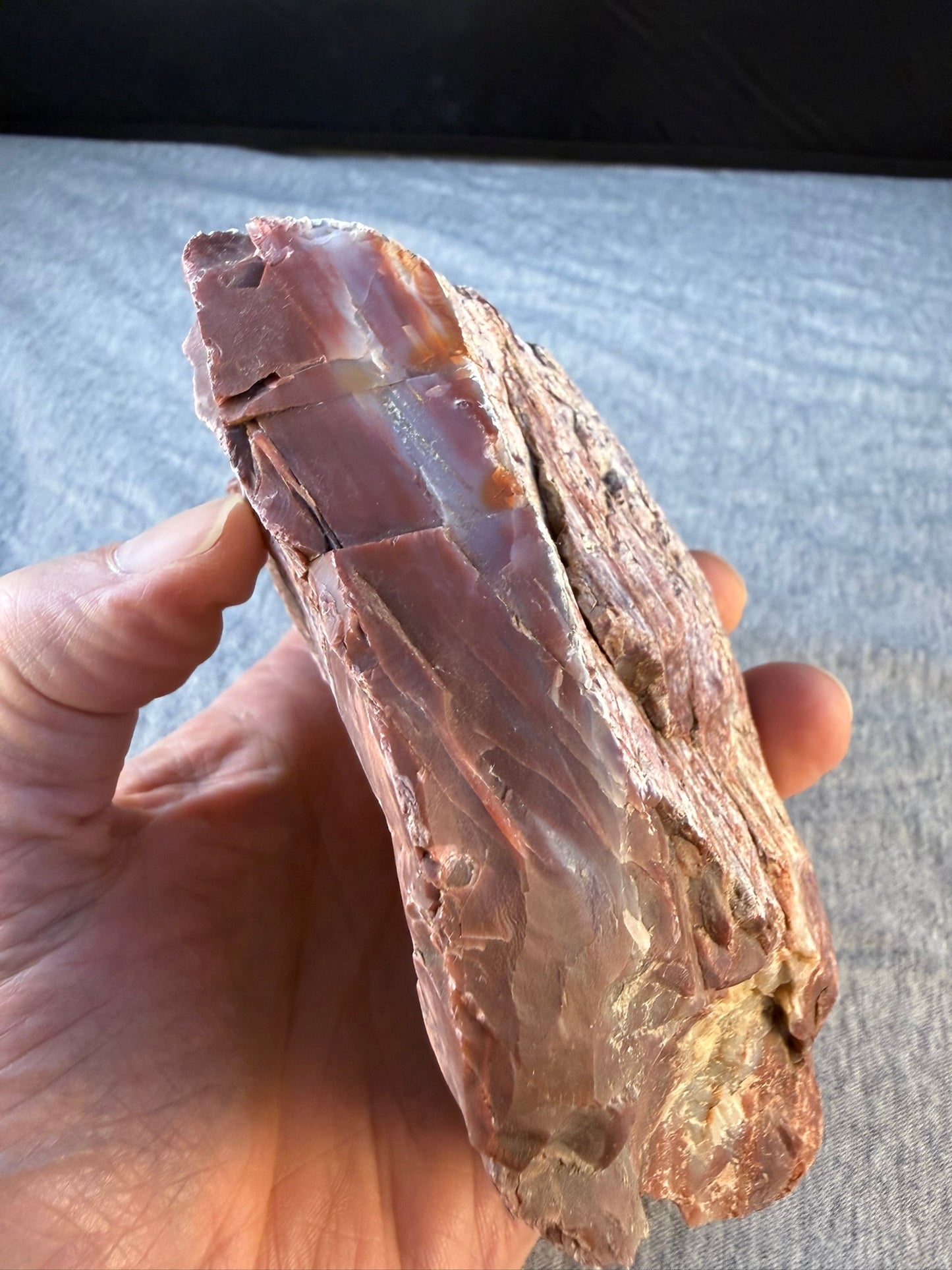 Petrified Wood Specimen #001 from Arizona