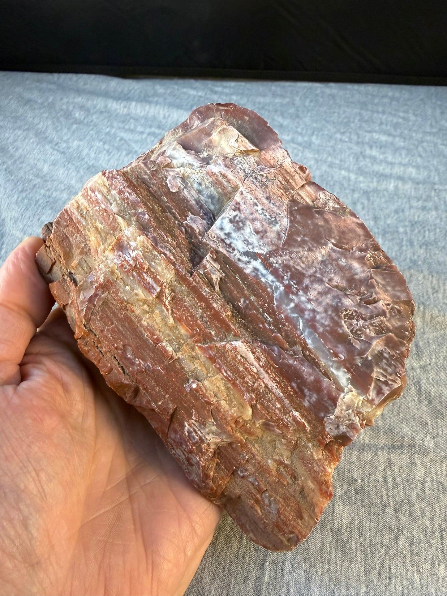 Petrified Wood Specimen #001 from Arizona