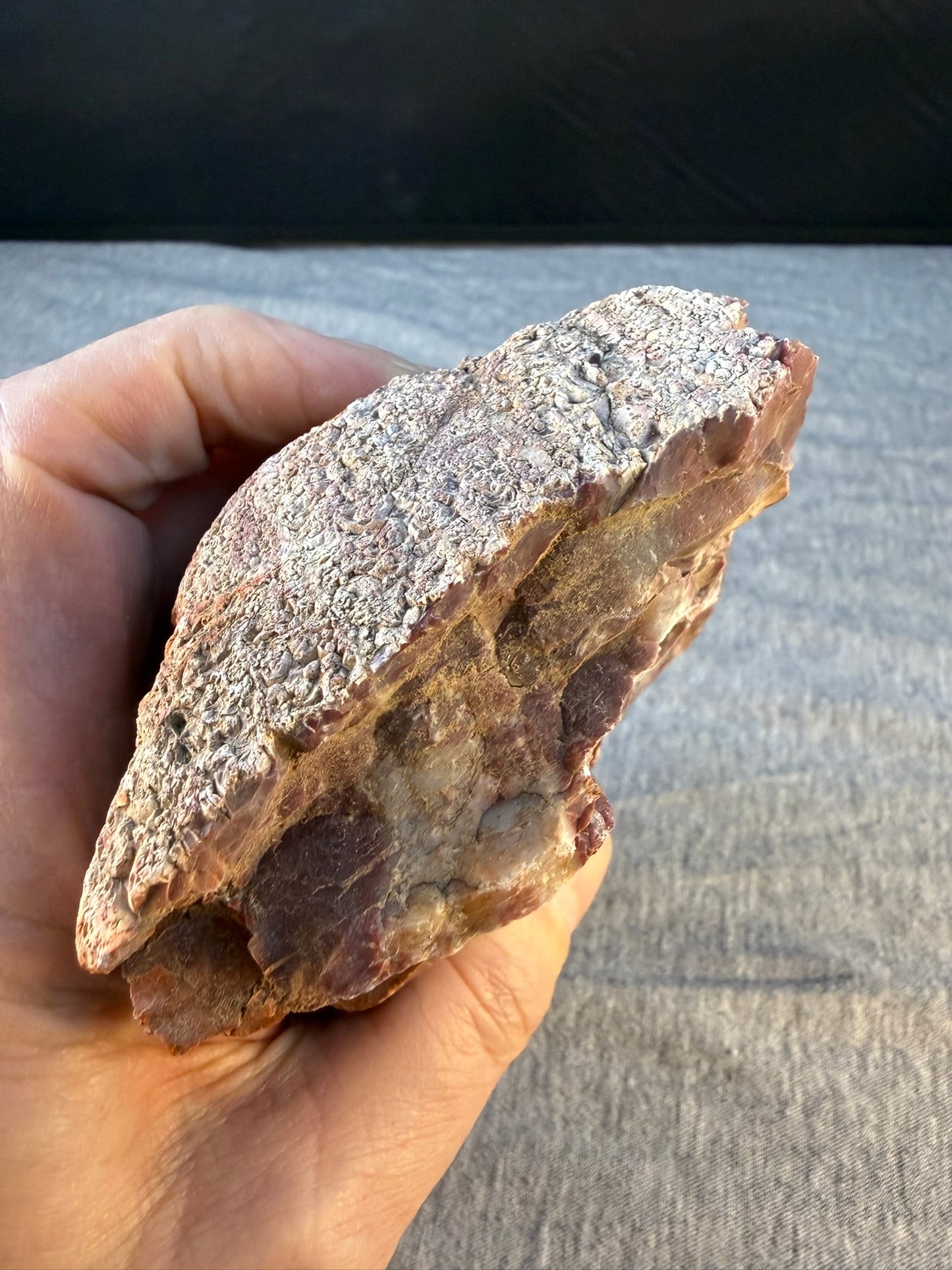Petrified Wood Specimen #001 from Arizona