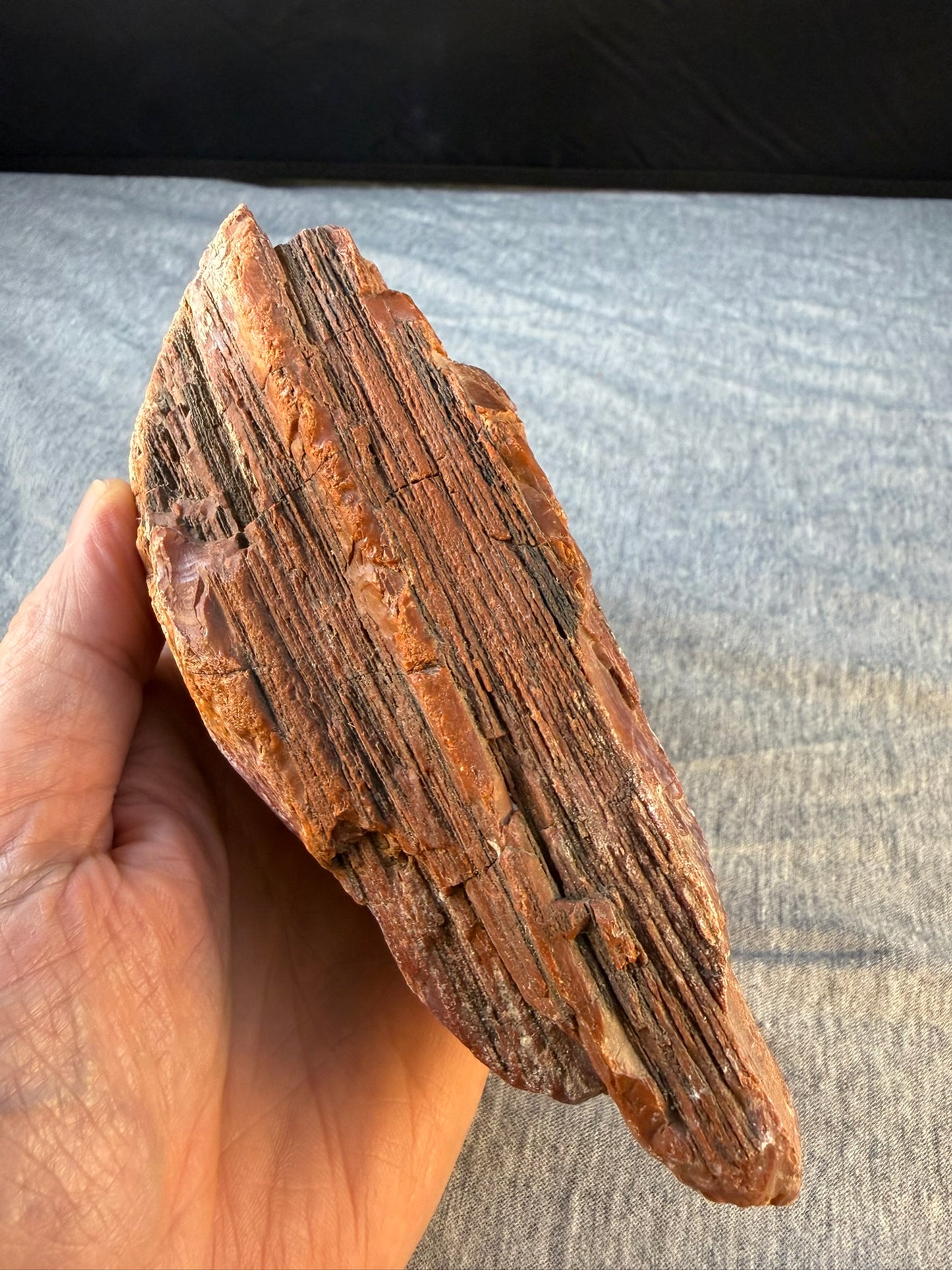 Petrified Wood Specimen #001 from Arizona