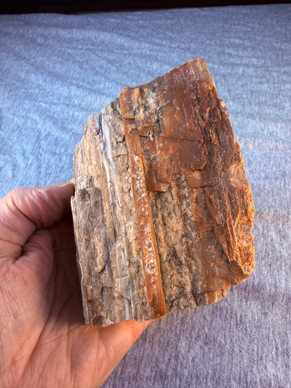 Petrified Wood Specimen #003 from Arizona