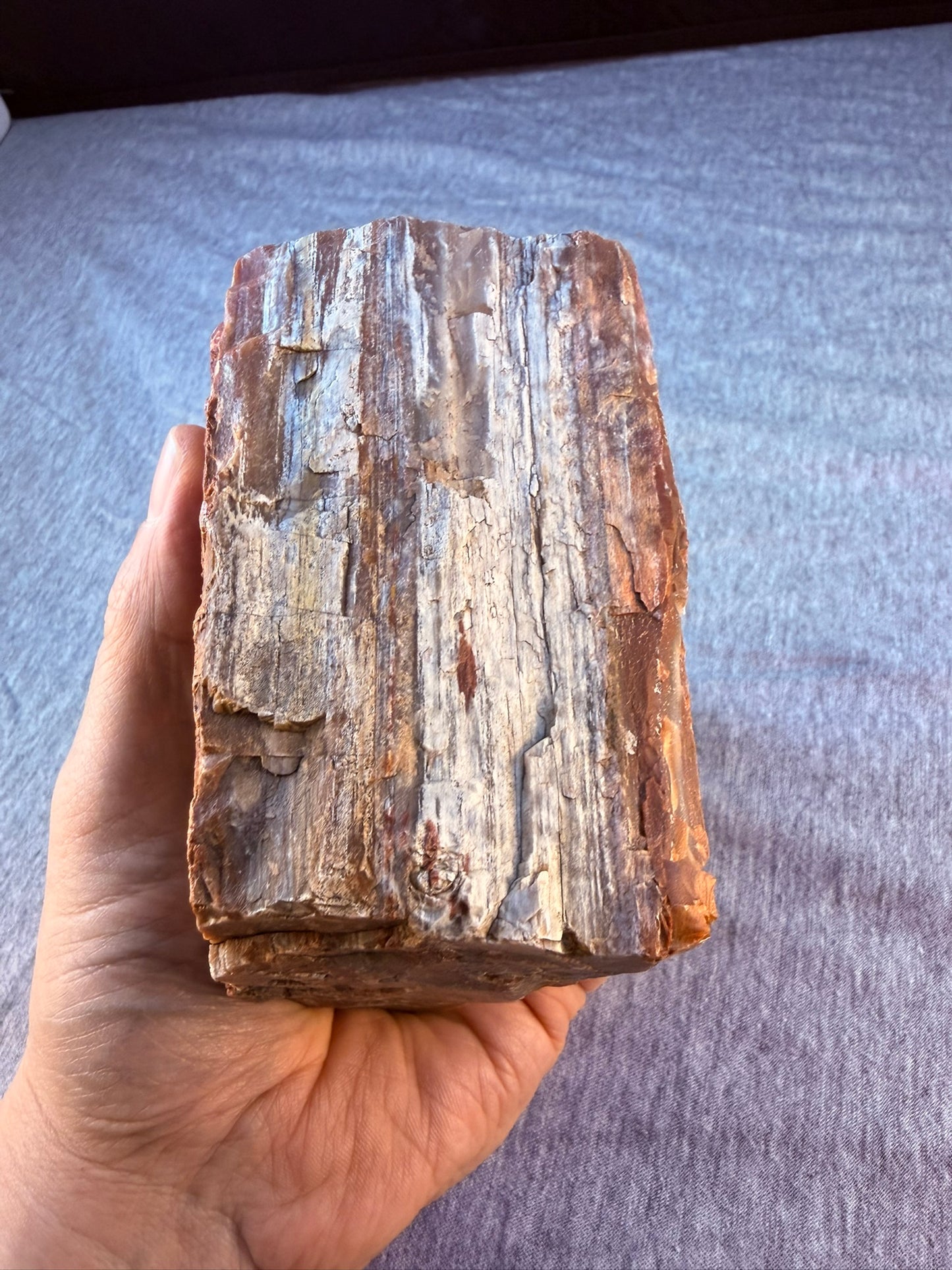 Petrified Wood Specimen #003 from Arizona