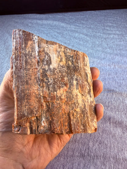 Petrified Wood Specimen #003 from Arizona