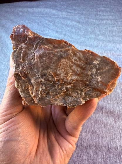 Petrified Wood Specimen #003 from Arizona