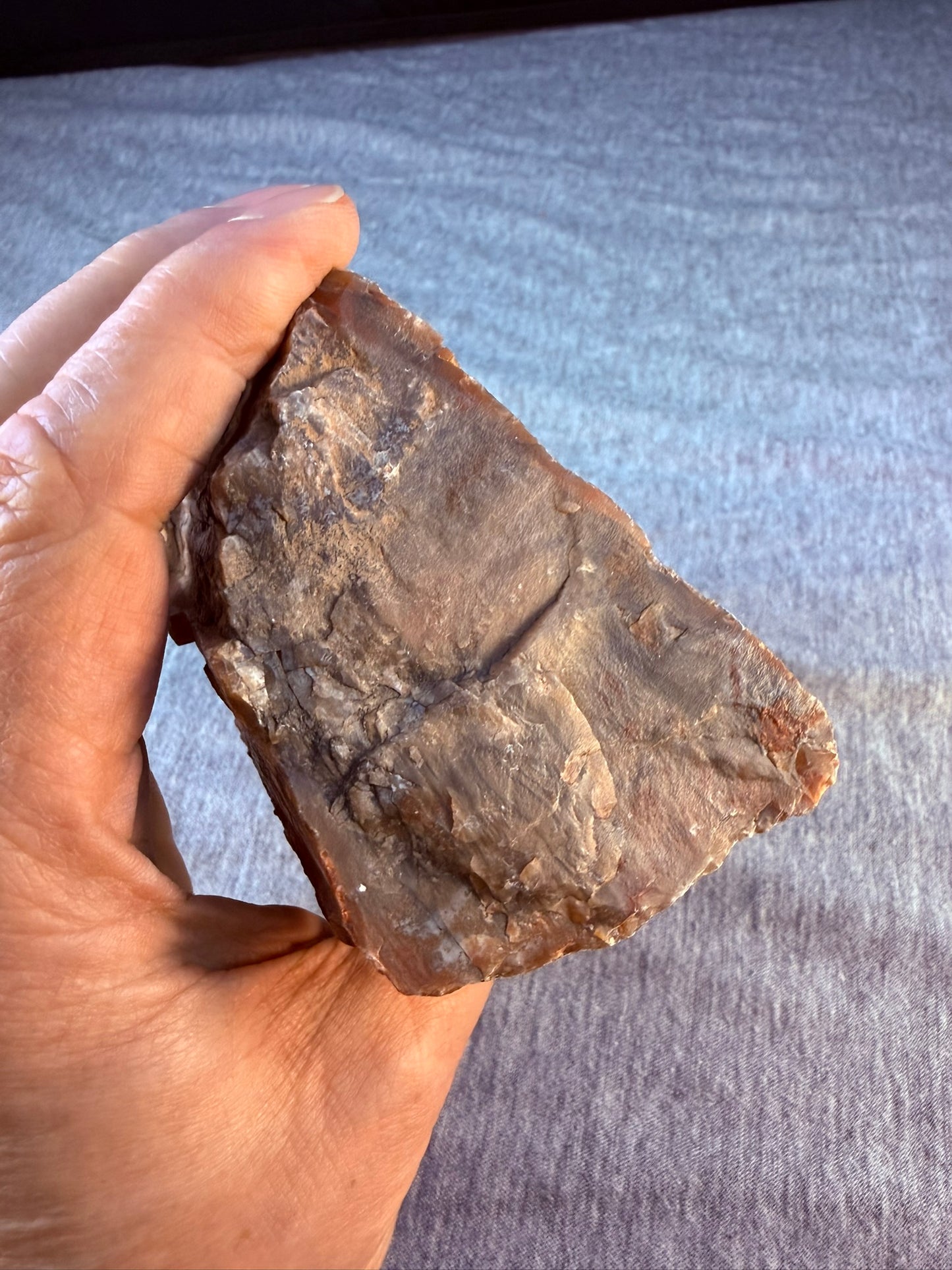 Petrified Wood Specimen #003 from Arizona