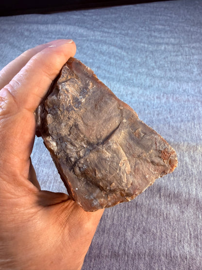 Petrified Wood Specimen #003 from Arizona