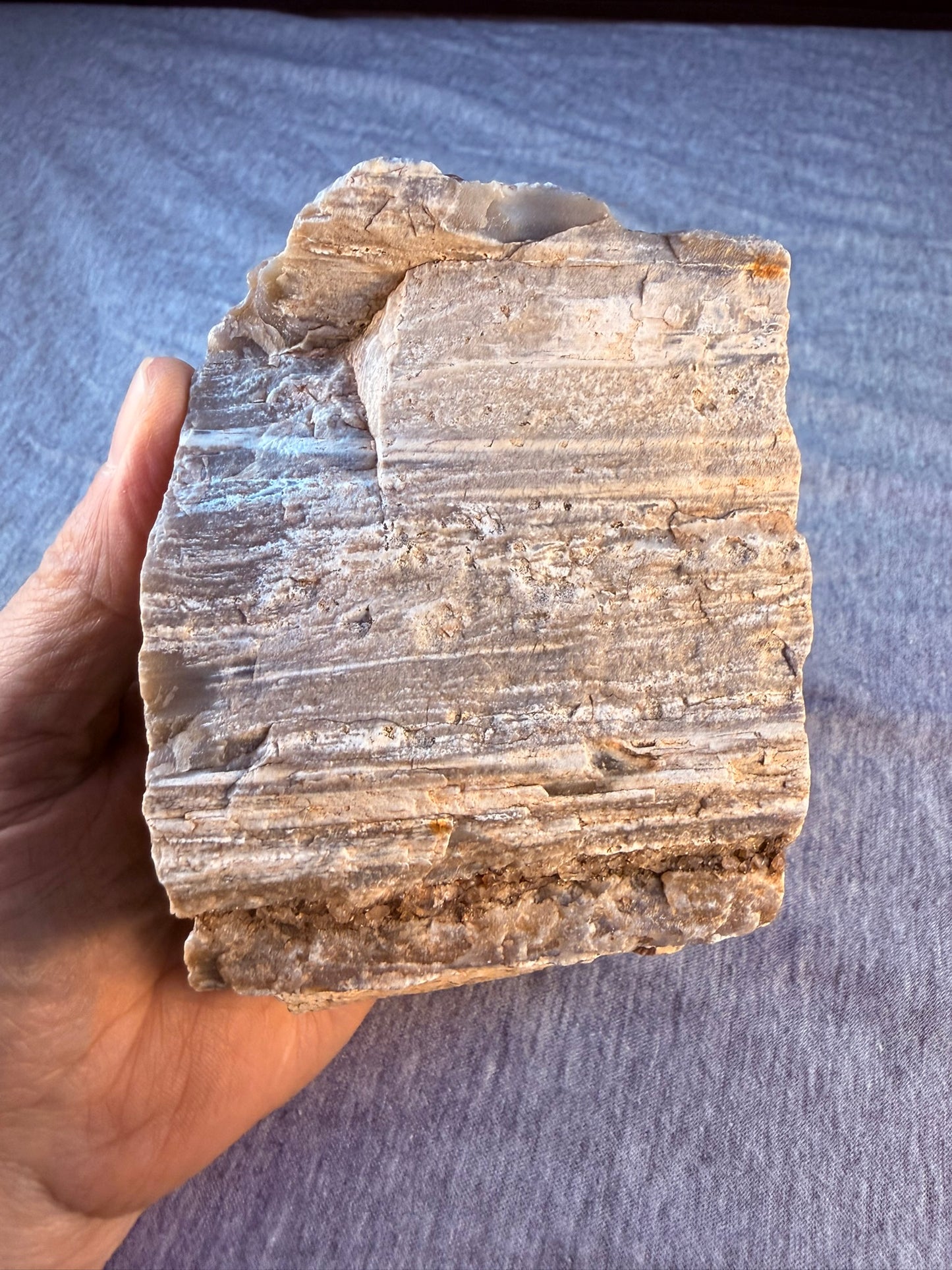 Petrified Wood Specimen #004 from Arizona