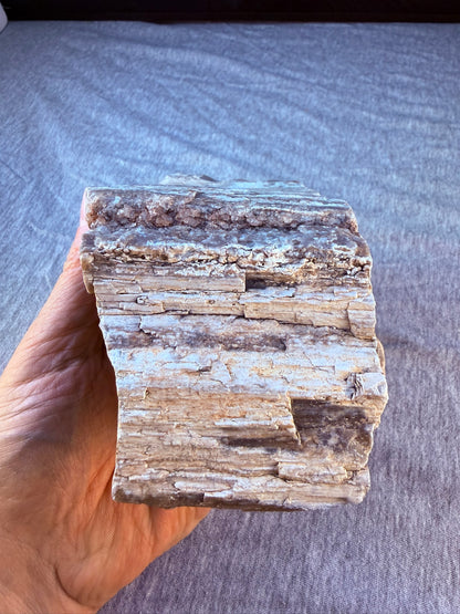 Petrified Wood Specimen #004 from Arizona