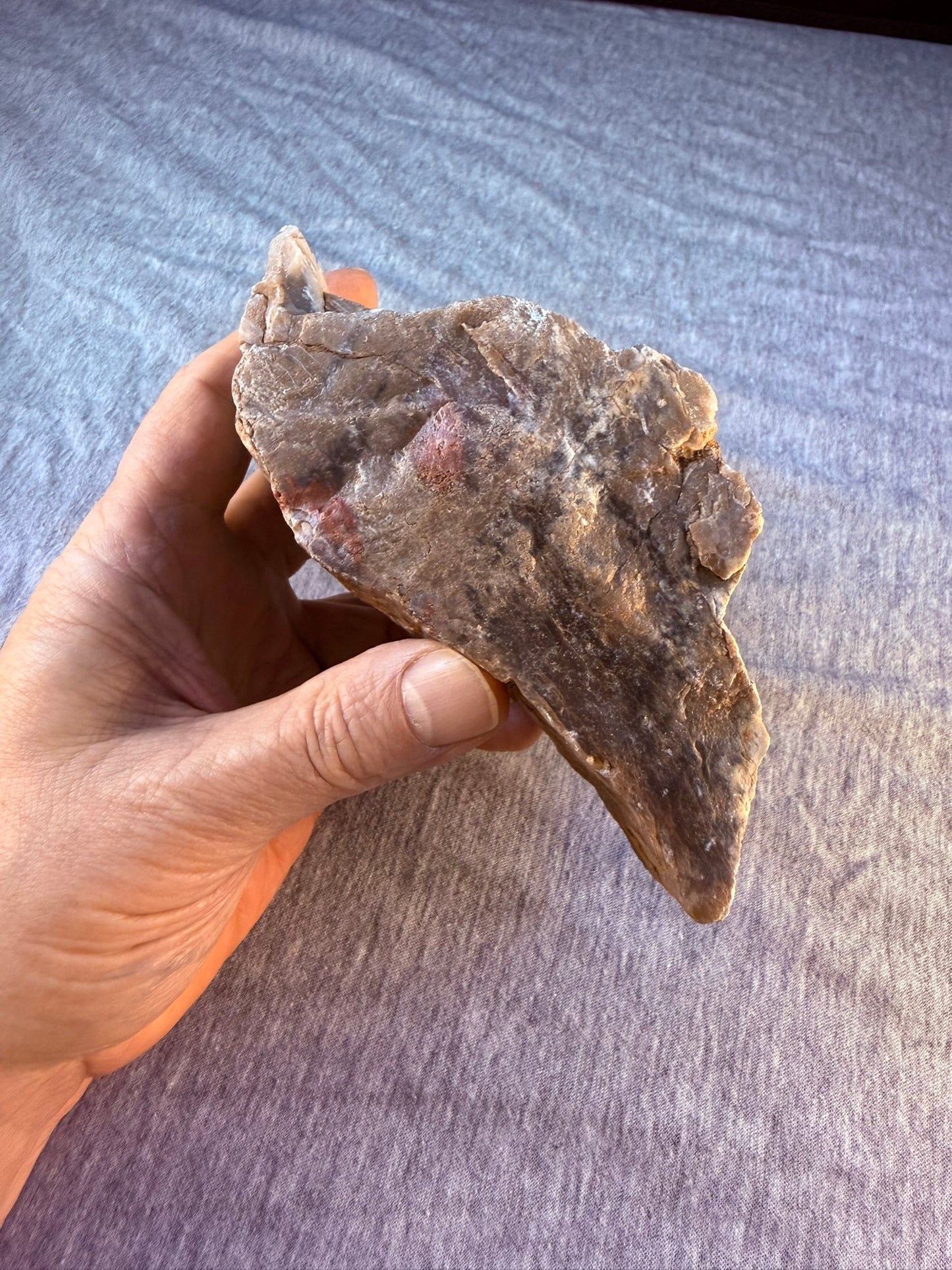 Petrified Wood Specimen #004 from Arizona