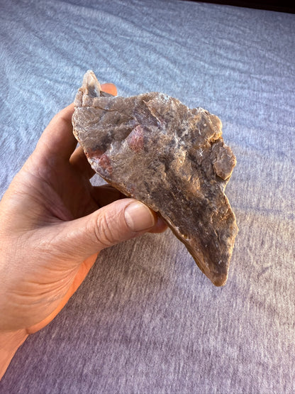 Petrified Wood Specimen #004 from Arizona