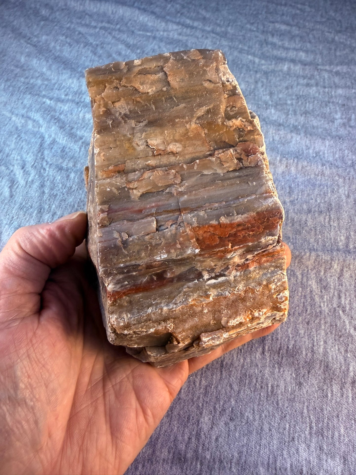 Petrified Wood Specimen #004 from Arizona