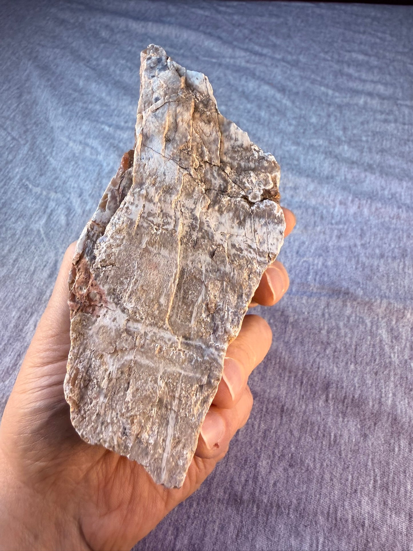 Petrified Wood Specimen #004 from Arizona
