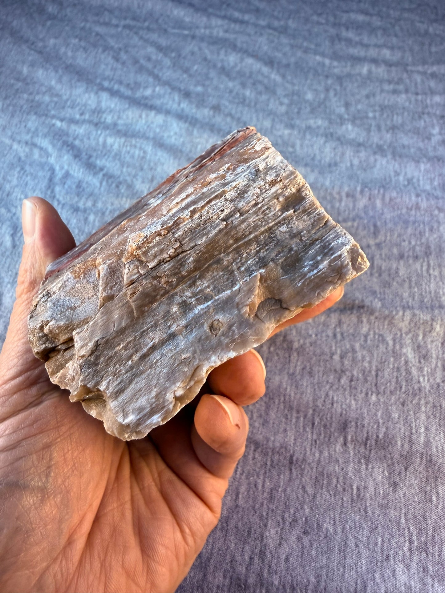 Petrified Wood Specimen #004 from Arizona