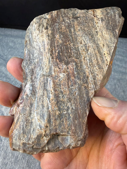 Petrified Wood Specimen #005 from Arizona
