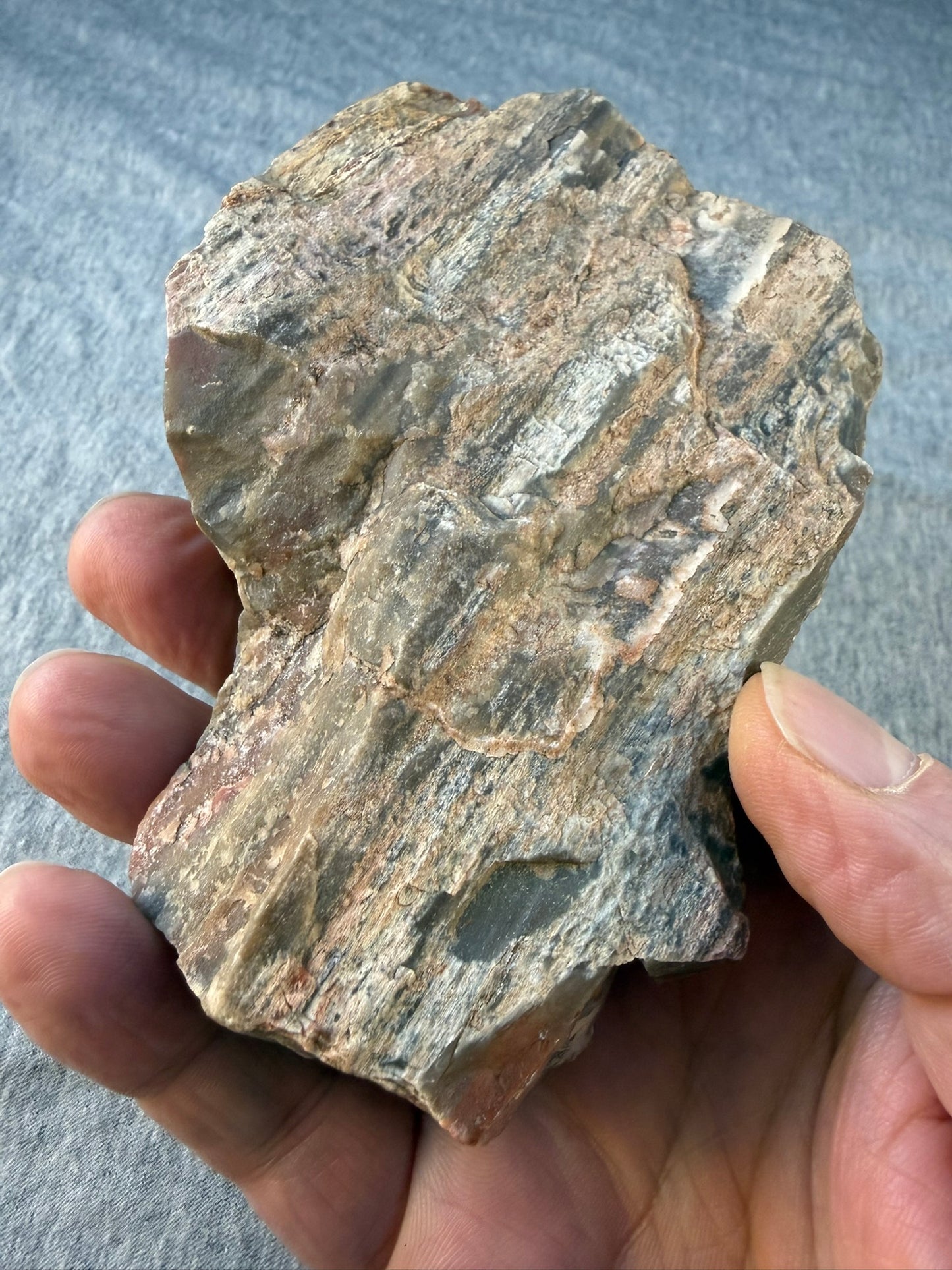 Petrified Wood Specimen #005 from Arizona