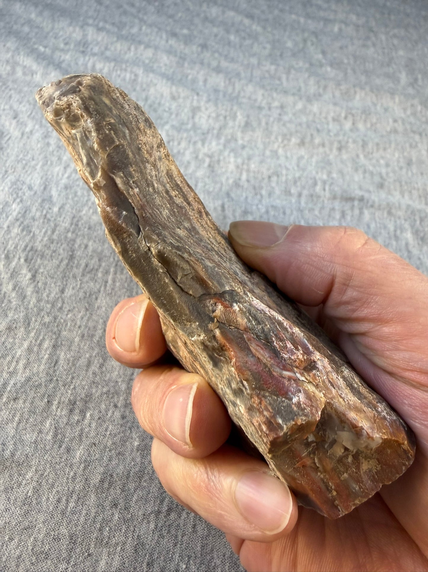 Petrified Wood Specimen #005 from Arizona