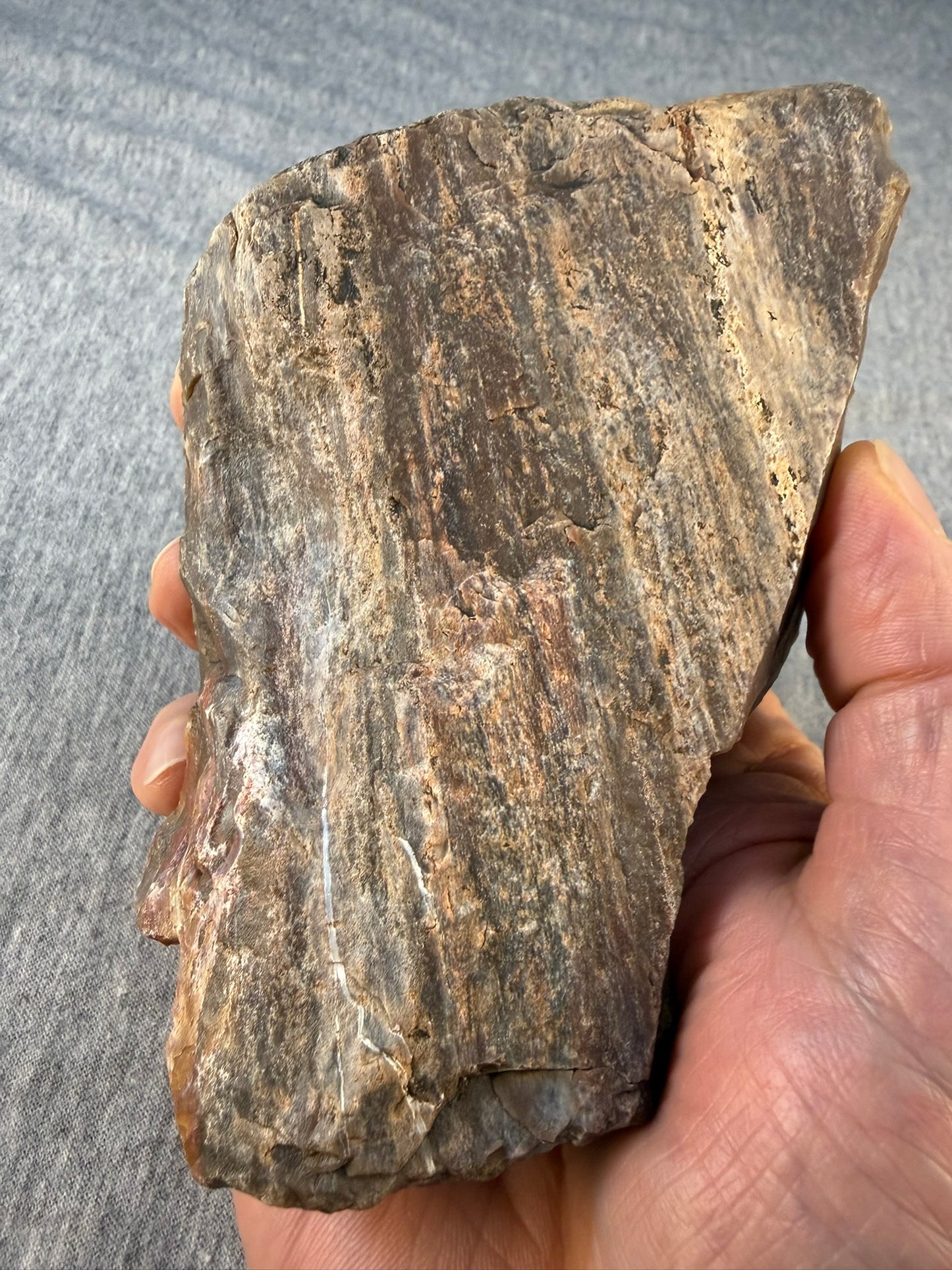 Petrified Wood Specimen #005 from Arizona