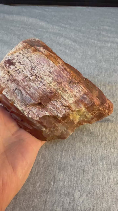 Petrified Wood Specimen #001 from Arizona