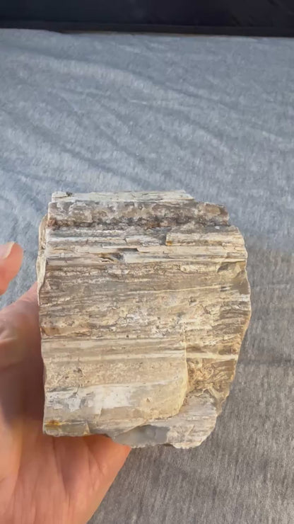 Petrified Wood Specimen #004 from Arizona