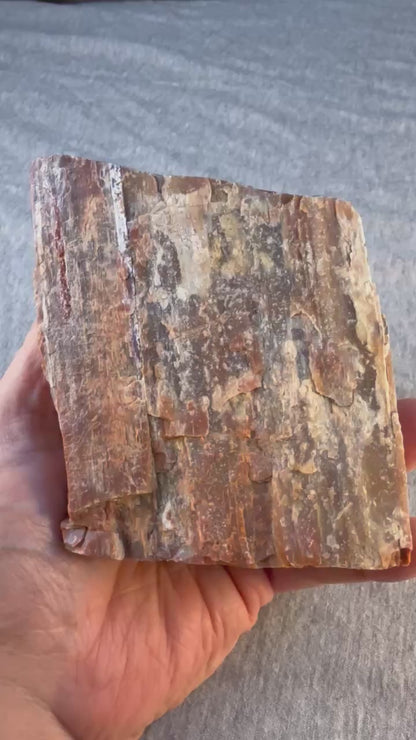 Petrified Wood Specimen #003 from Arizona