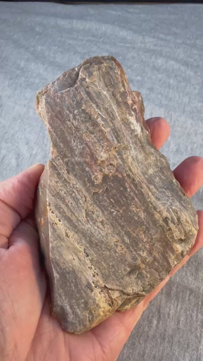 Petrified Wood Specimen #005 from Arizona