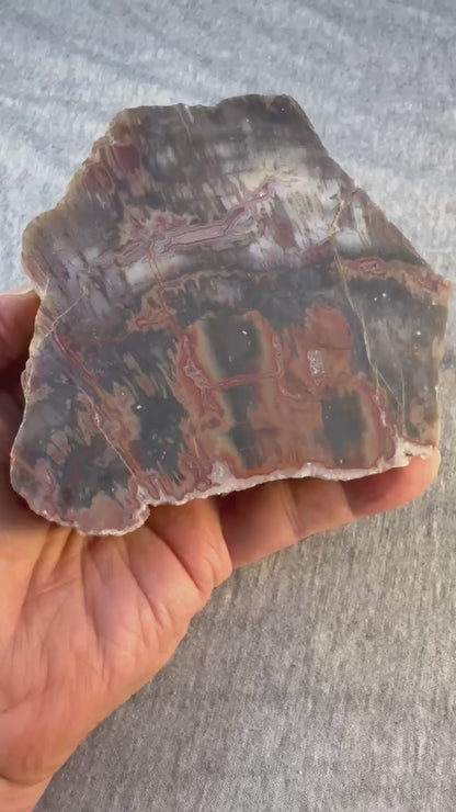 Petrified Wood Specimen #002 from Arizona